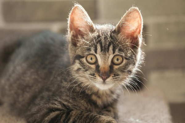 Welche sozialen F√§higkeiten sollte mein Hund erlernen?